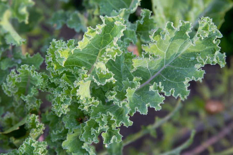 Doorlevende Boerenkool (plant vaste plant), Ophalen, Volle zon