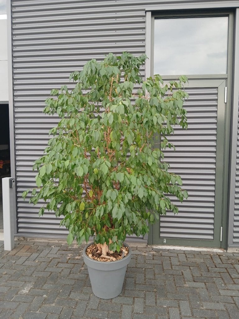 Grote Ficus Benjemini of Danielle ? 250cm hoog, Huis en Inrichting, Ophalen, Ficus, 200 cm of meer, In pot