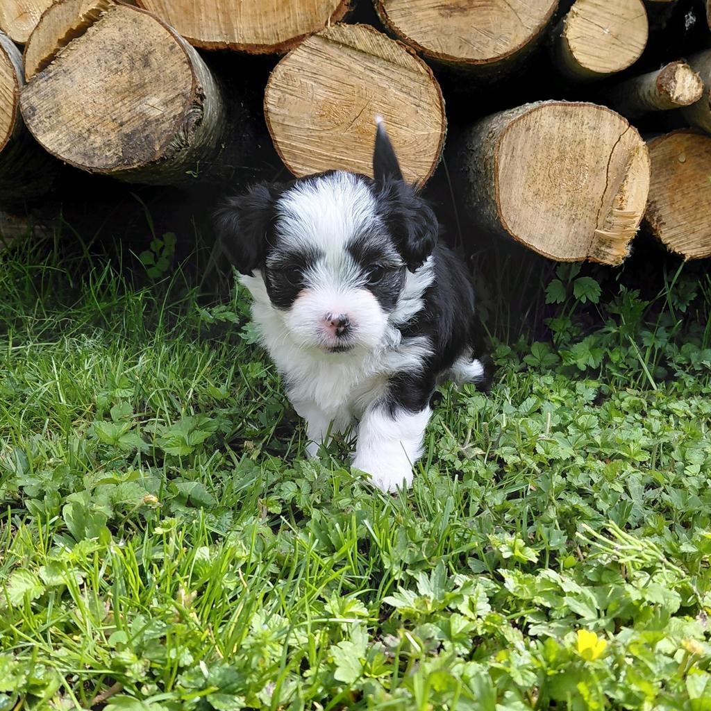 boomer pups nog 1 teefje beschikbaar, Parvo, Overige rassen, 8 tot 15 weken, Meerdere