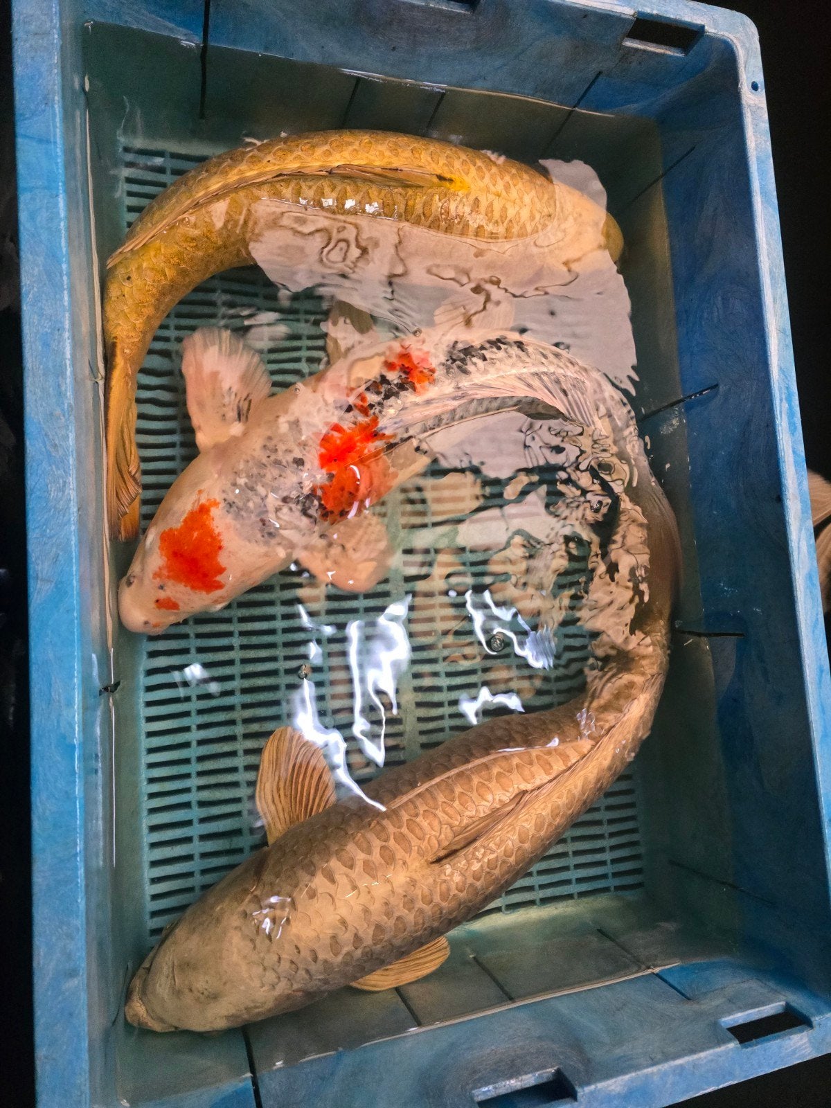 Jumbo koi, Dieren en Toebehoren, Vissen | Vijvervissen, Karper of Koi