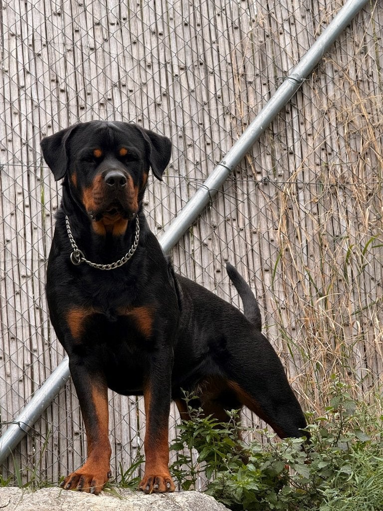 Herplaatsing GEZOCHT voor onze Rottweiler Toto, Particulier, Reu, Buitenland, Eén hond