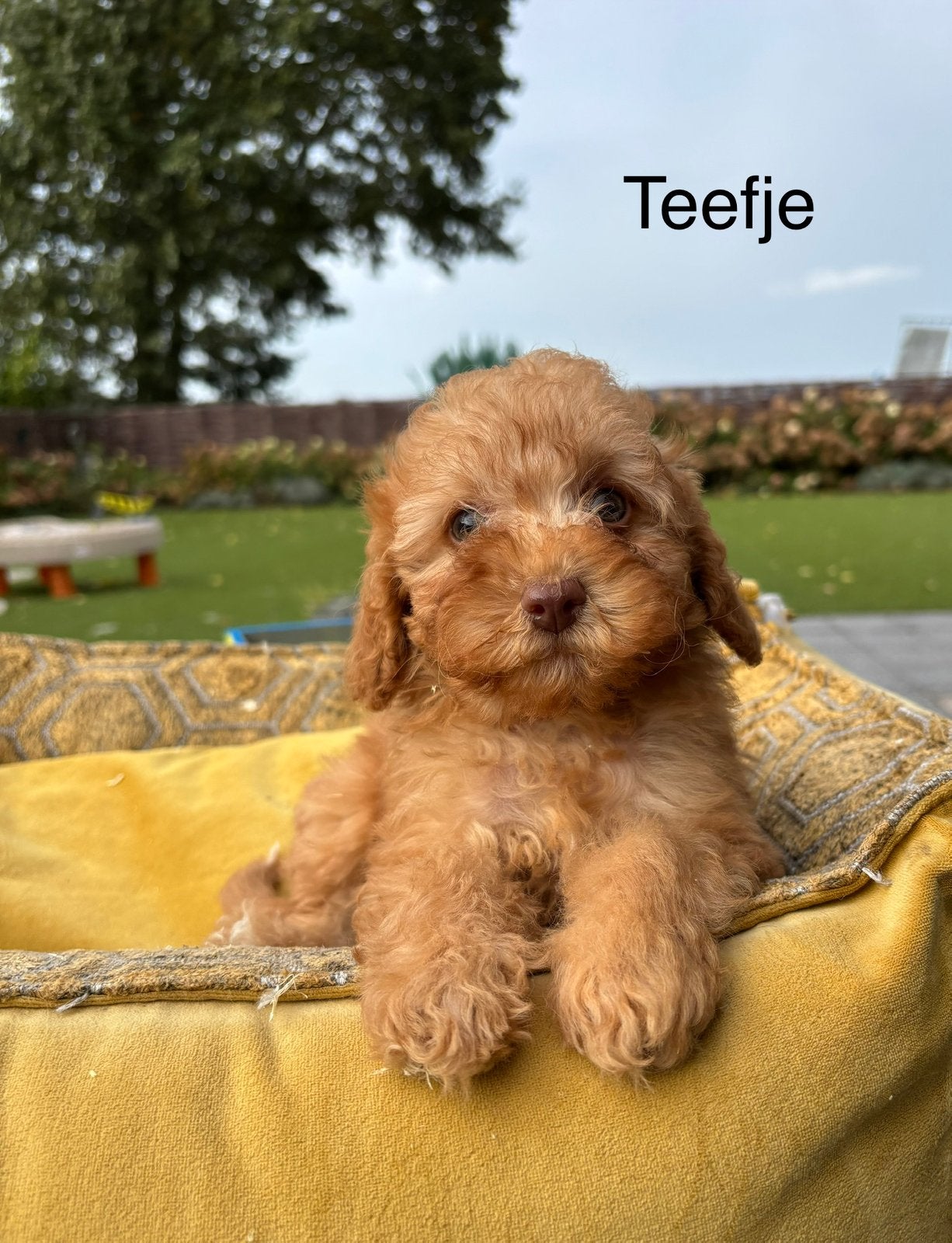 Labradoodle mini pups, Dieren en Toebehoren, Nederland, Overige rassen, 8 tot 15 weken, Meerdere