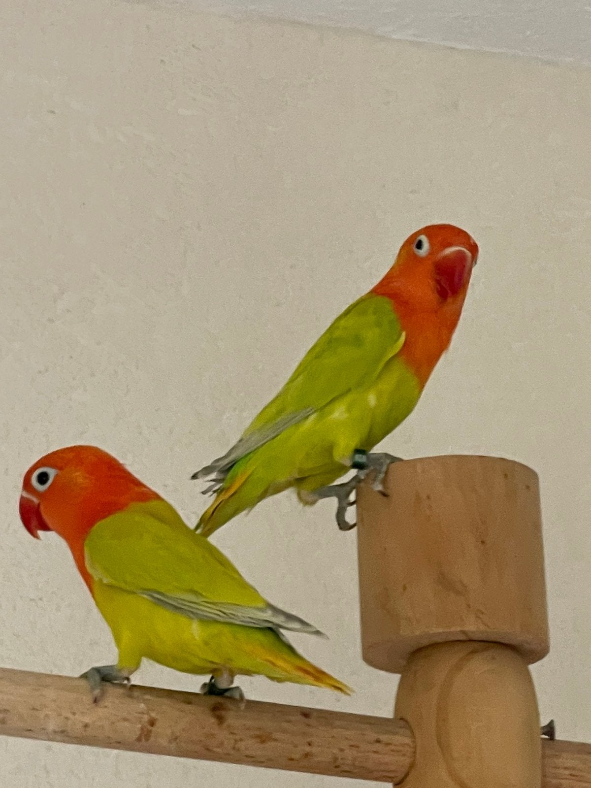 Agapornis Dwergpapegaai Lovebird Handtam Eventueel met kooi, Meerdere dieren, Dwergpapegaai of Agapornis, Tam