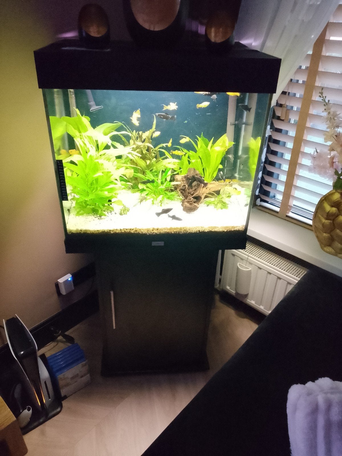 juwel Lido aquarium, Ophalen of Verzenden