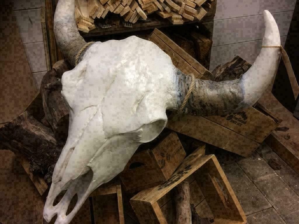 Buffel Skulls met witte of zwarte hoorns ,  Grote aantallen, Ophalen of Verzenden, Nieuw