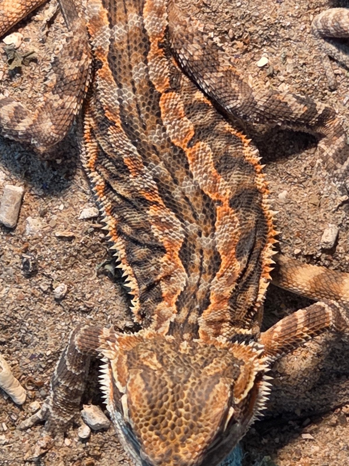 Baardagamen van 26-5-2026, Dieren en Toebehoren, Reptielen en Amfibieën, Hagedis, Tam, 0 tot 2 jaar
