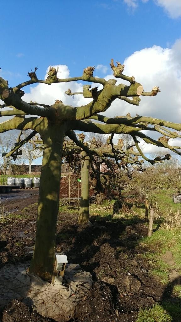 Exclusieve dakplatanen, Tuin en Terras, Ophalen, Bloeit niet, Halfschaduw, 100 tot 250 cm