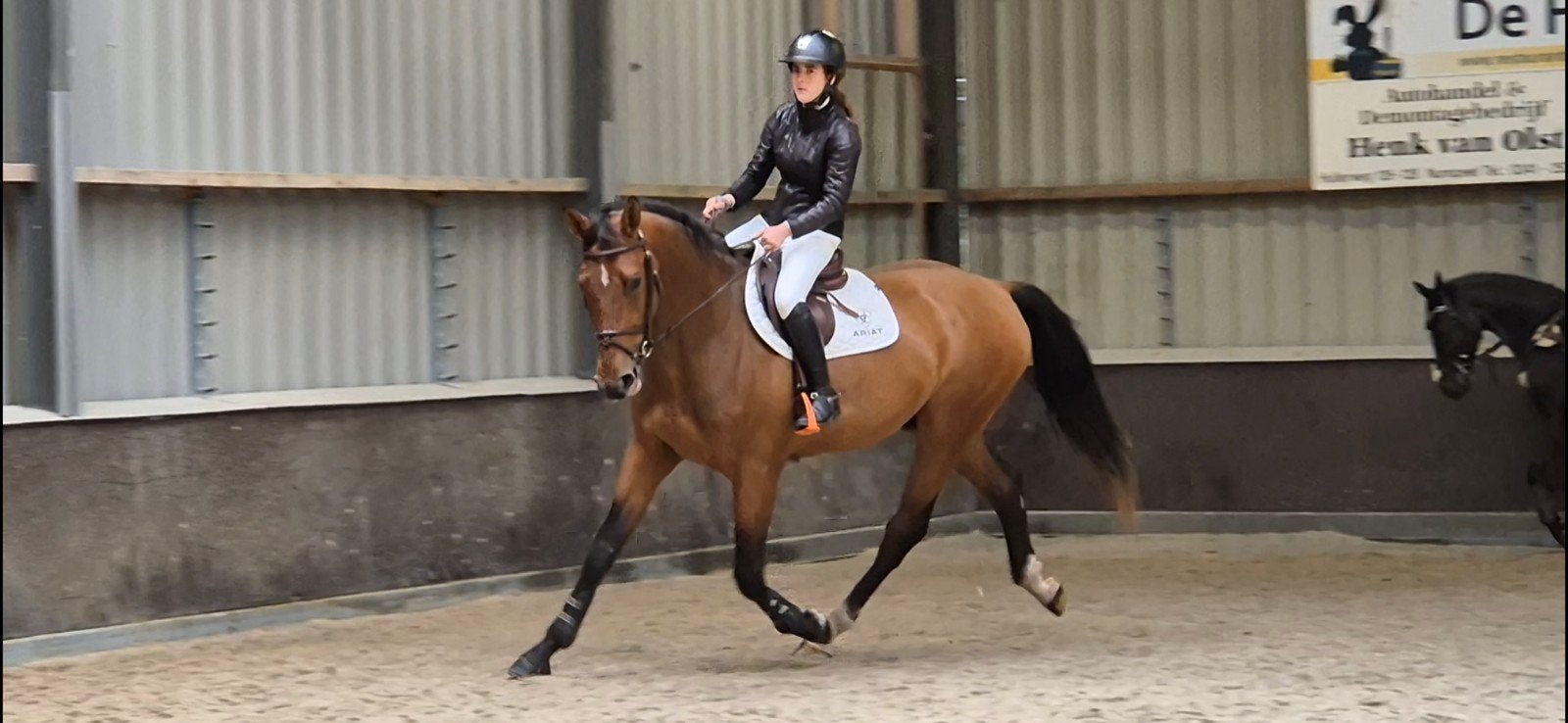 Brave 5 jarige ruin springpaard/allrounder, Dieren en Toebehoren, Paarden, Springpaard, Ruin, Met stamboom, B
