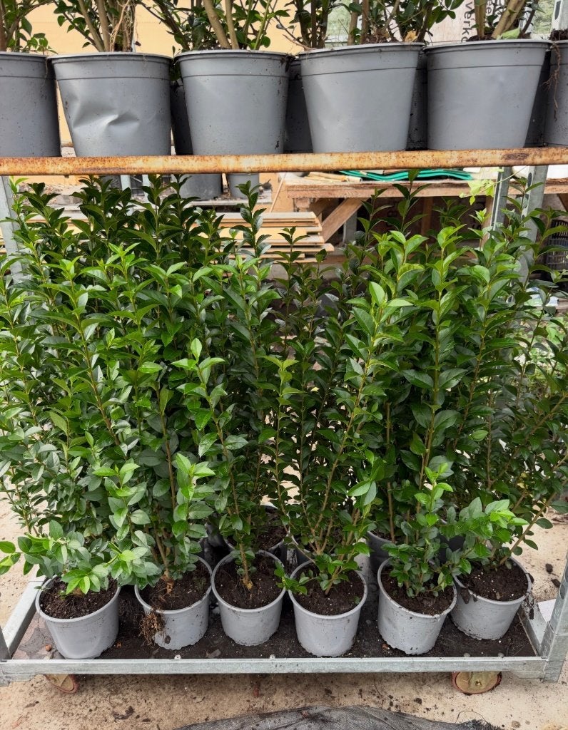 mooie Ligustrum groenblijvende liguster ovalifolium, Ophalen of Verzenden, Liguster, Minder dan 100 cm