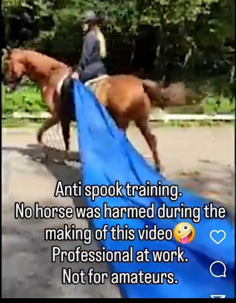 Foto 13 van STAL LUXOR/Aankoop begeleiding bij uw paard