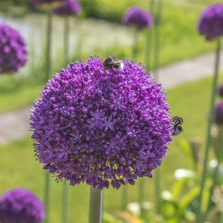 Allium Ambassador 3 bollen voor een hele speciale prijs, Verzenden, Bloembol