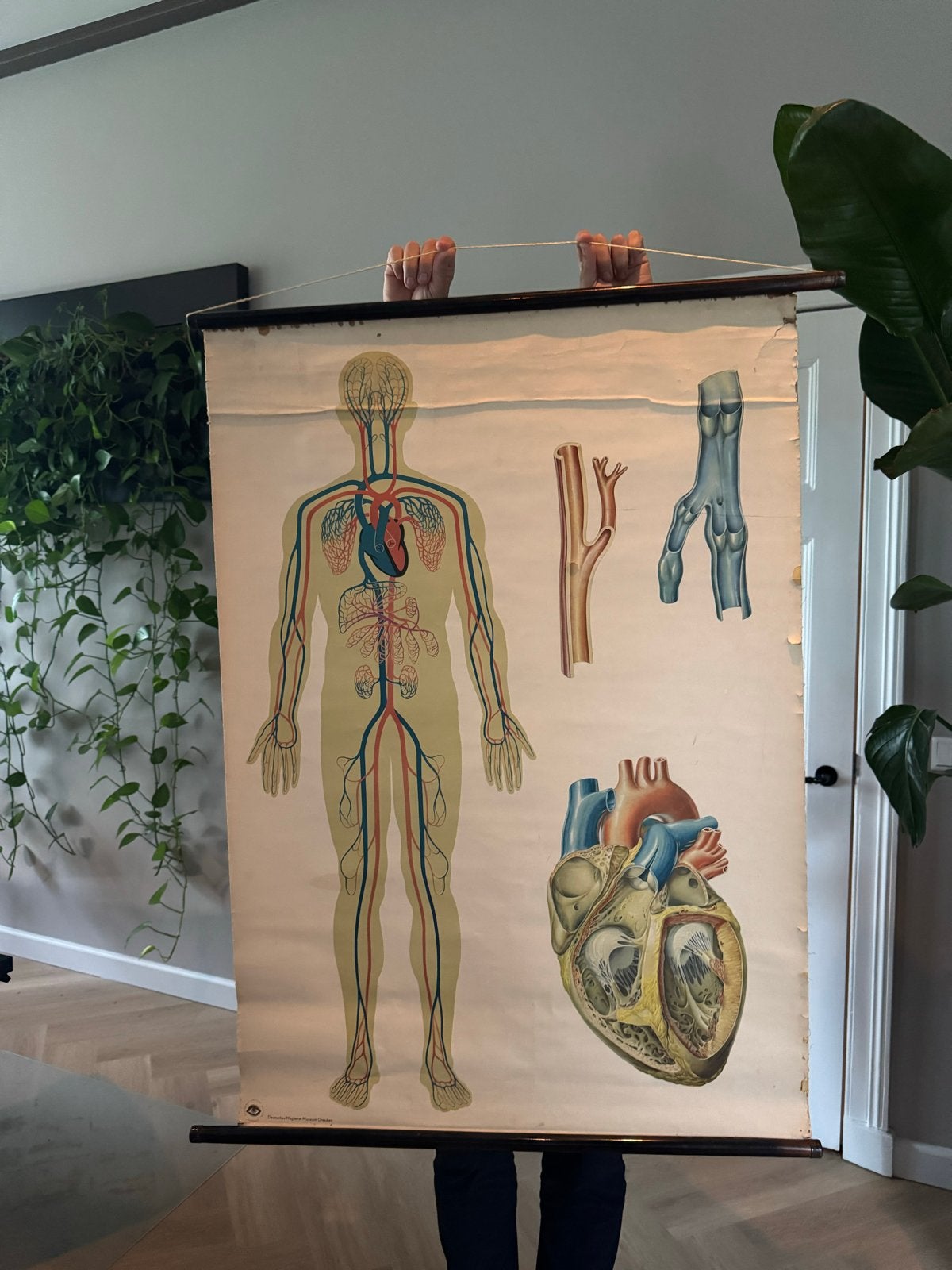 Vintage Anatomische Wandkaart - Bloedsomloop, Ophalen of Verzenden