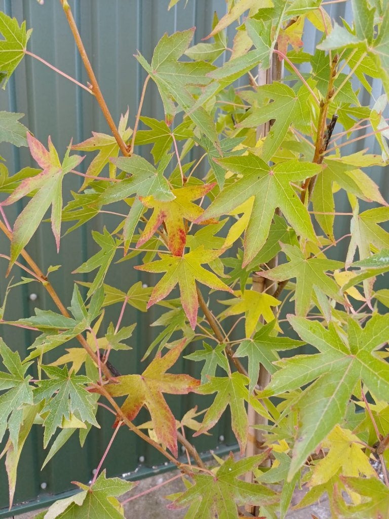 Bomen in pot, Ophalen, Vaste plant, Overige soorten, Volle zon