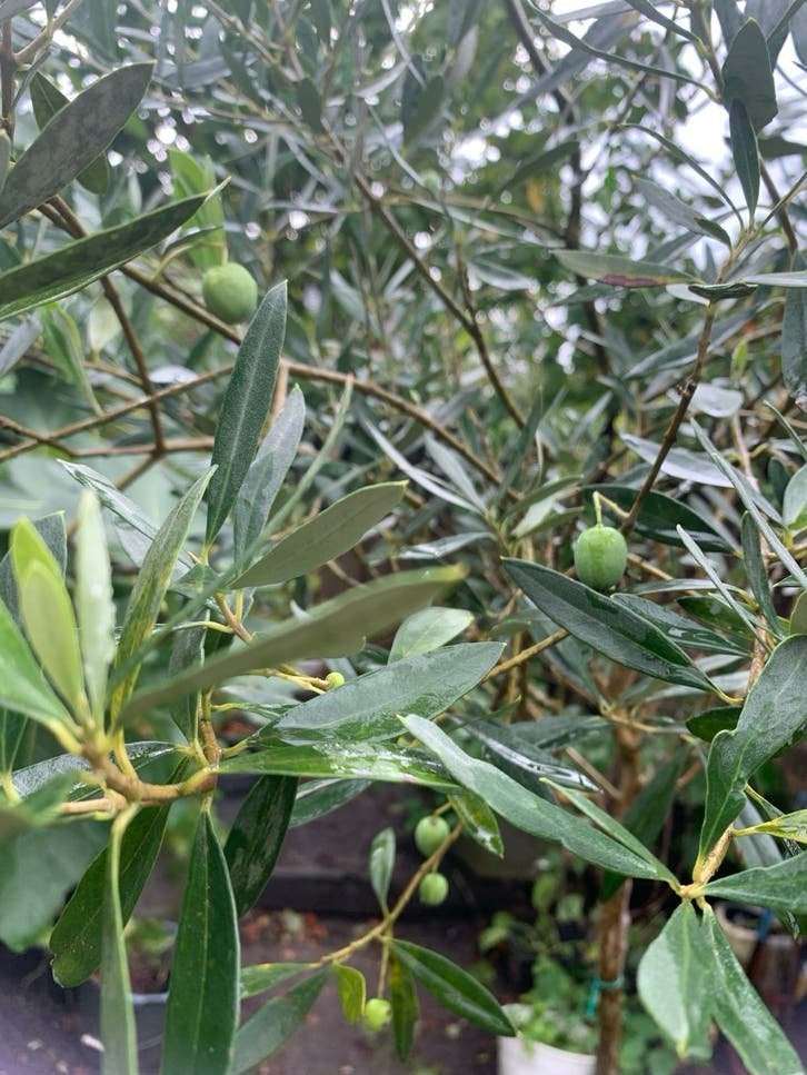 Olijfboom met olijven en avocadoplant in pot, Ophalen, In pot