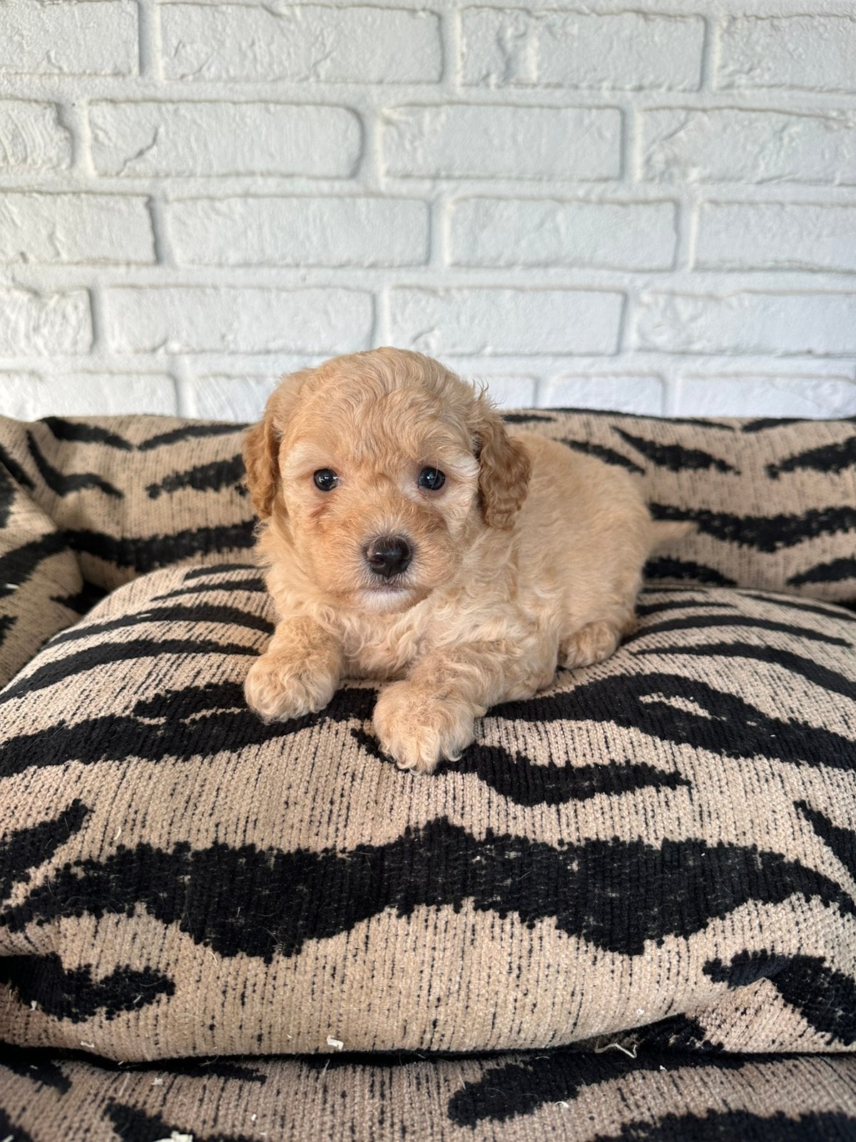 Mini labradoodle pups labradoodle x toy poedel, Dieren en Toebehoren, Parvo, Nederland, Overige rassen, 8 tot 15 weken
