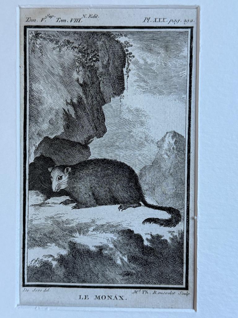 1770 - Groundhog - Marmot - Monax ets - P0744, Antiek en Kunst, Ophalen of Verzenden, Ets, 1700 - 1799