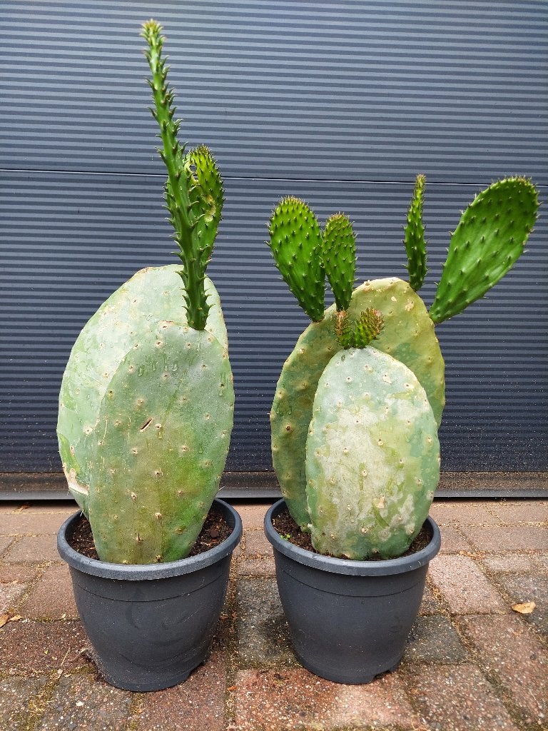 Opuntia Ficus Indica - Vijgencactus / Schijfcactus H: 63 cm., Volle zon, Vaste plant, Zomer, Ophalen