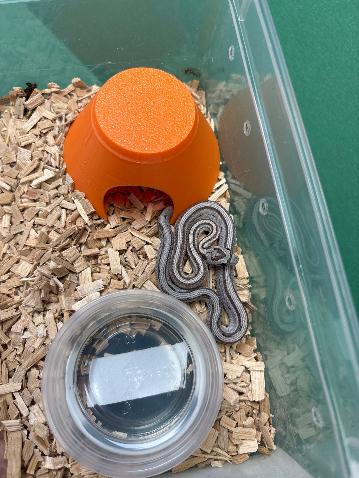 Div Rattenslangen 2026 Rat Snake photo 4