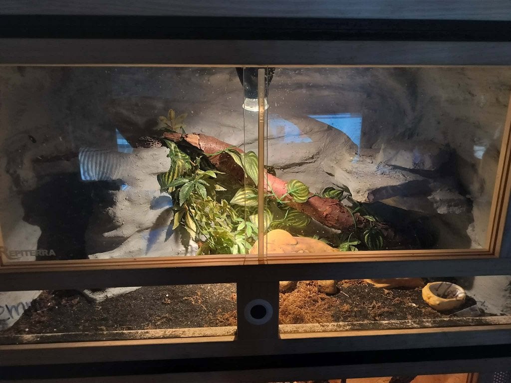 Terrarium met 3 luipaard gekko s, Hagedis, Met terrarium, 0 tot 2 jaar