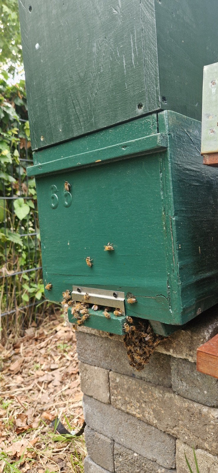 6 Raams bijenvolk., Dieren en Toebehoren
