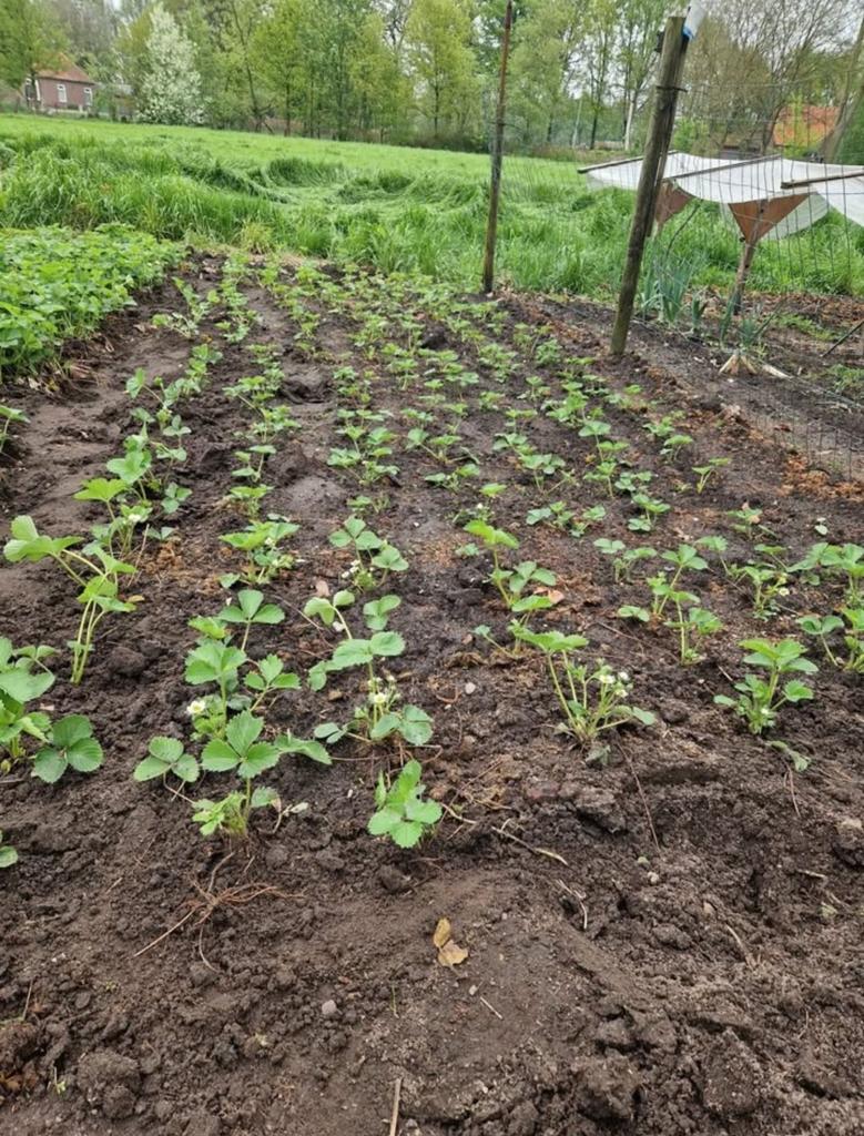 Aardbeienplantjes 0.40 euro per stuk ras korona, Tuin en Terras, Ophalen of Verzenden, Fruitplanten, Volle zon