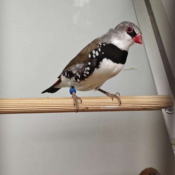 Stagonopleura guttata, Dieren en Toebehoren, Vogels | Overige Vogels, Meerdere dieren