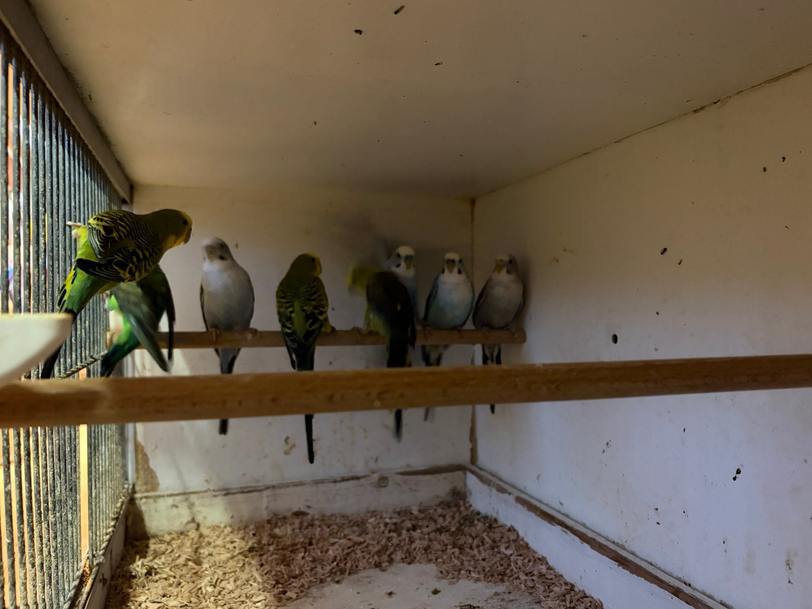 Mooie grasparkieten in div mutaties, Dieren en Toebehoren, Meerdere dieren