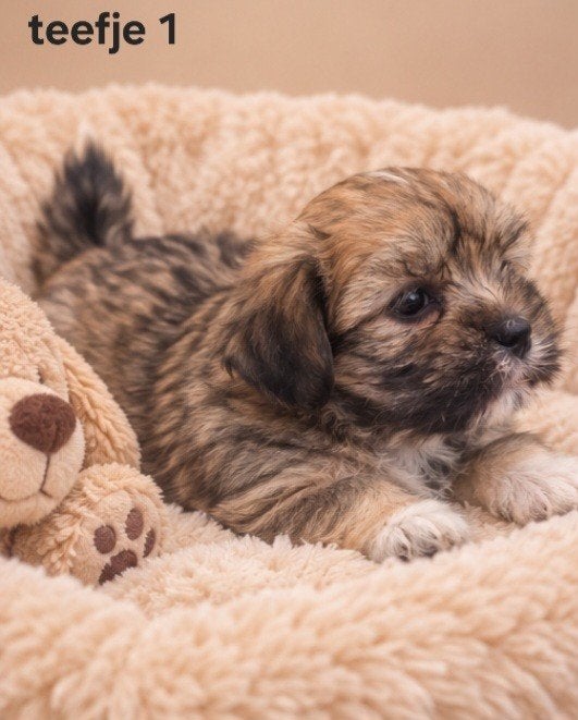 prachtige boomerpups. Shi tzu maal maltezer., Parvo, Overige rassen, 8 tot 15 weken, Meerdere