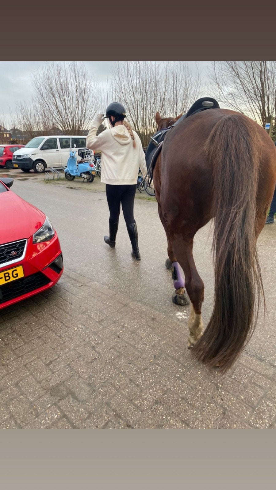 verzorger aangeboden | verzorg pony/paard gezogd