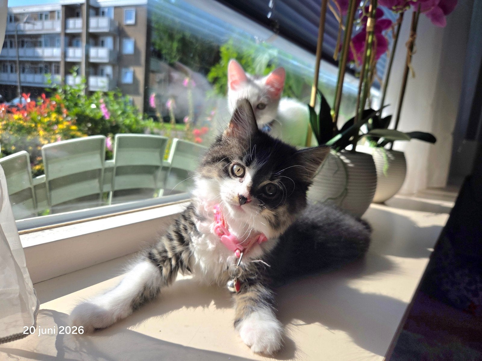 Ragdoll, Siamees, siamese,  kittens, Meerdere dieren