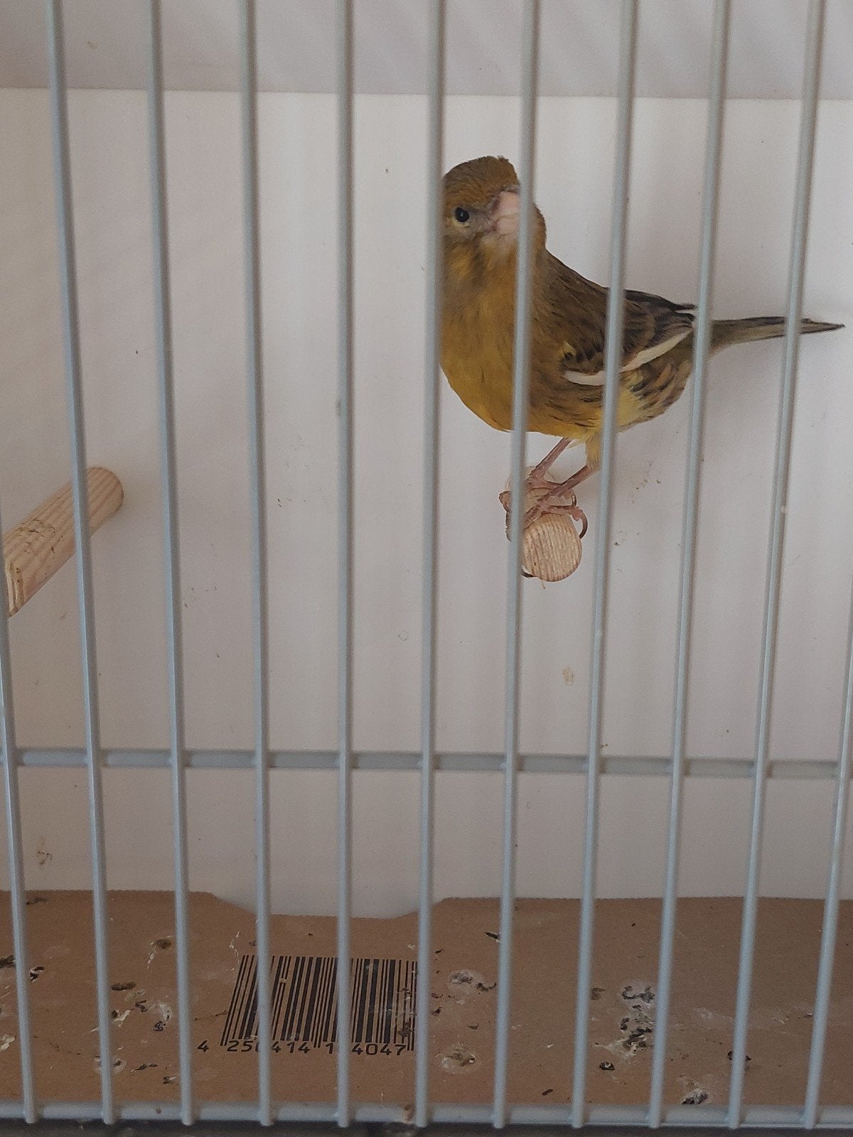 Harlekijn en Mozaïk koppel kanaries 2026 ., Dieren en Toebehoren, Vogels | Kanaries, Mannelijk, Zangkanarie