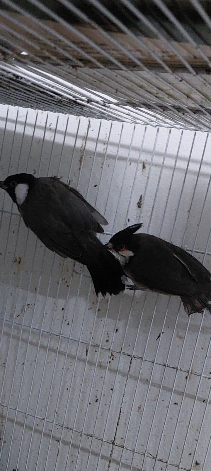 witoor buulbuul koppel €250, Dieren en Toebehoren, Vogels | Overige Vogels, Meerdere dieren
