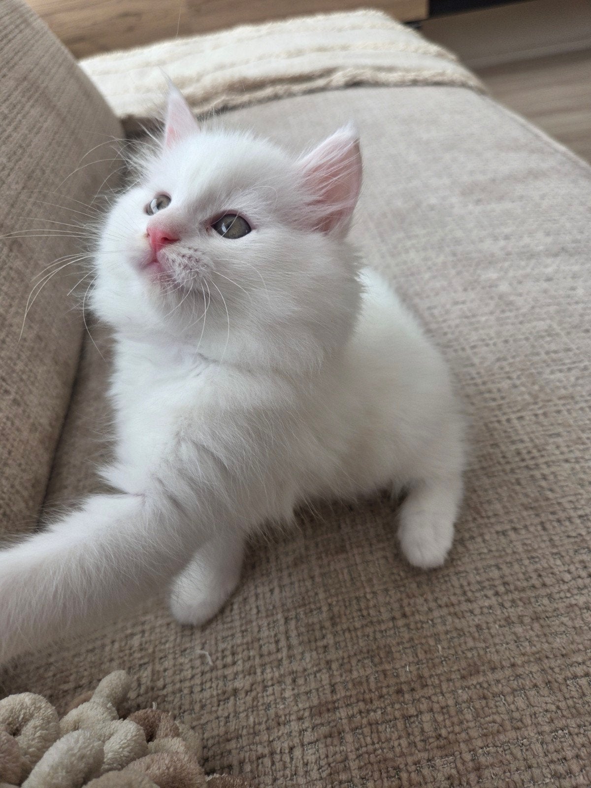 Prachtige Maincoons kittens, Meerdere dieren, Ontwormd