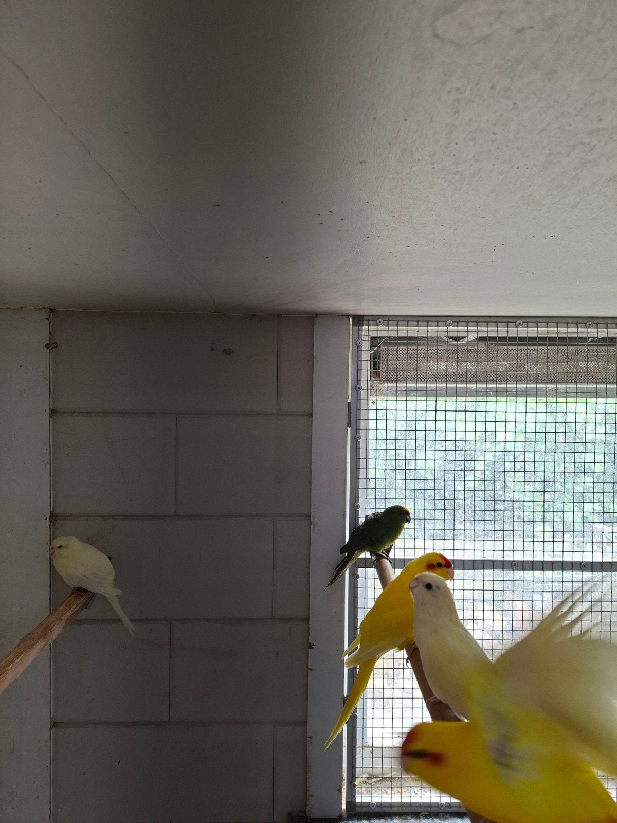 Vogels te koop zie advertentie, Meerdere dieren, Parkiet, Tam