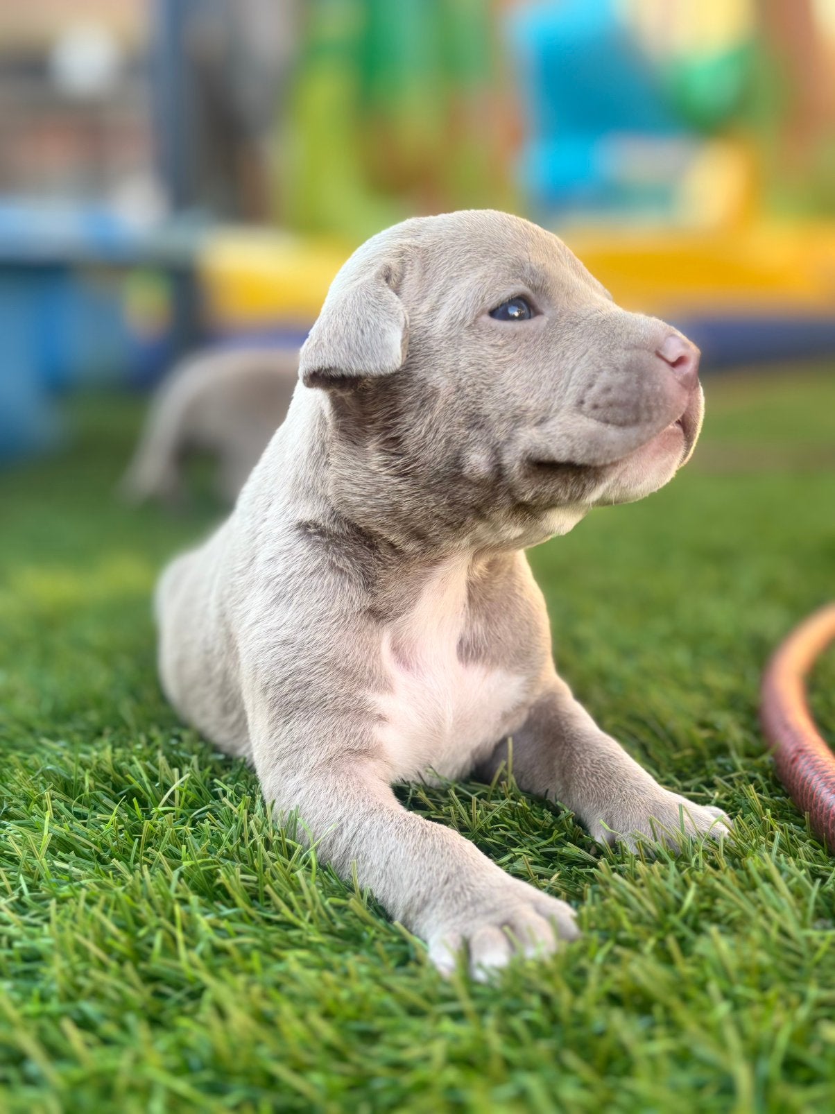 Pocket bullys, Dieren en Toebehoren, Teef, Meerdere, Middel, Nederland