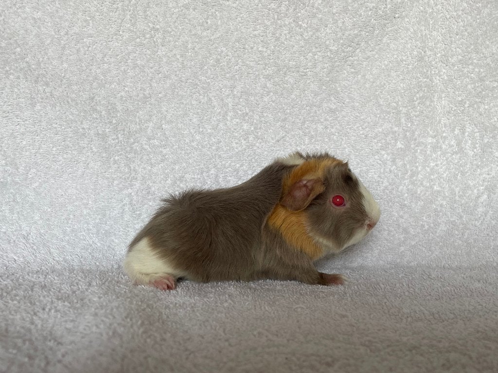 Lilac-saffraan-wit peruvian cavia beertje, Dieren en Toebehoren, Knaagdieren, Mei, Mannelijk, Cavia