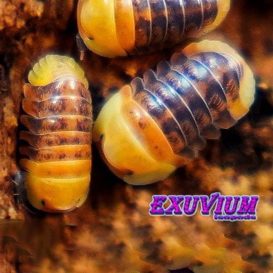 Cubaris sp. Rubber Ducky isopods / pissebedden, Overige soorten