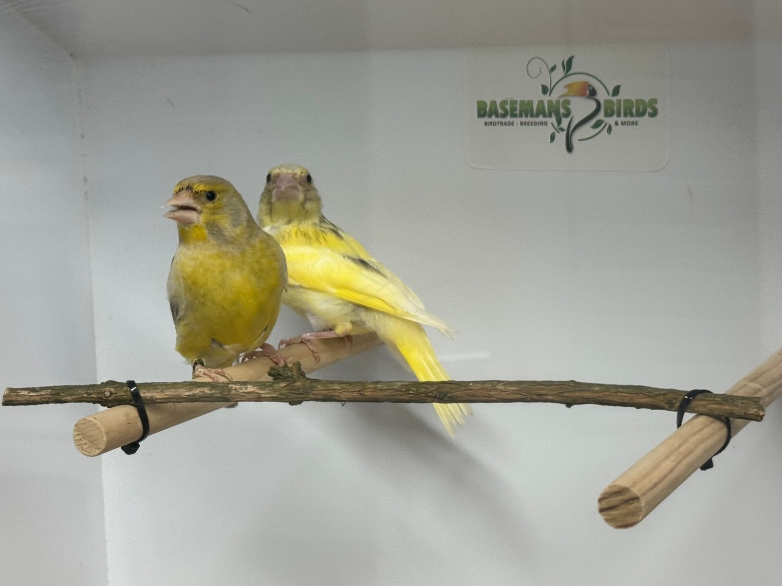 Groenlingen - Chloris chloris, Dieren en Toebehoren, Vogels | Overige Vogels, Meerdere dieren, Wildzangvogel, Geringd