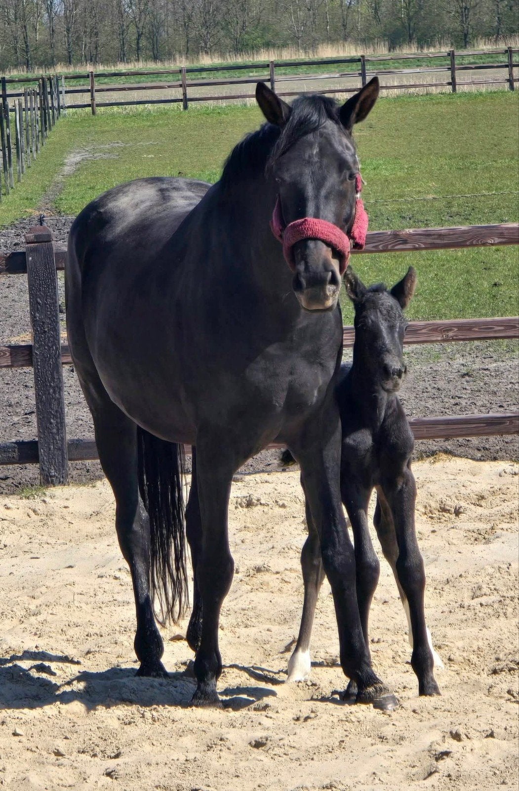 ##Lieve 7 jr Glamourdale x Santano drachtig v. Extreme US###, Dieren en Toebehoren, Merrie, Met stamboom, B, 7 tot 10 jaar