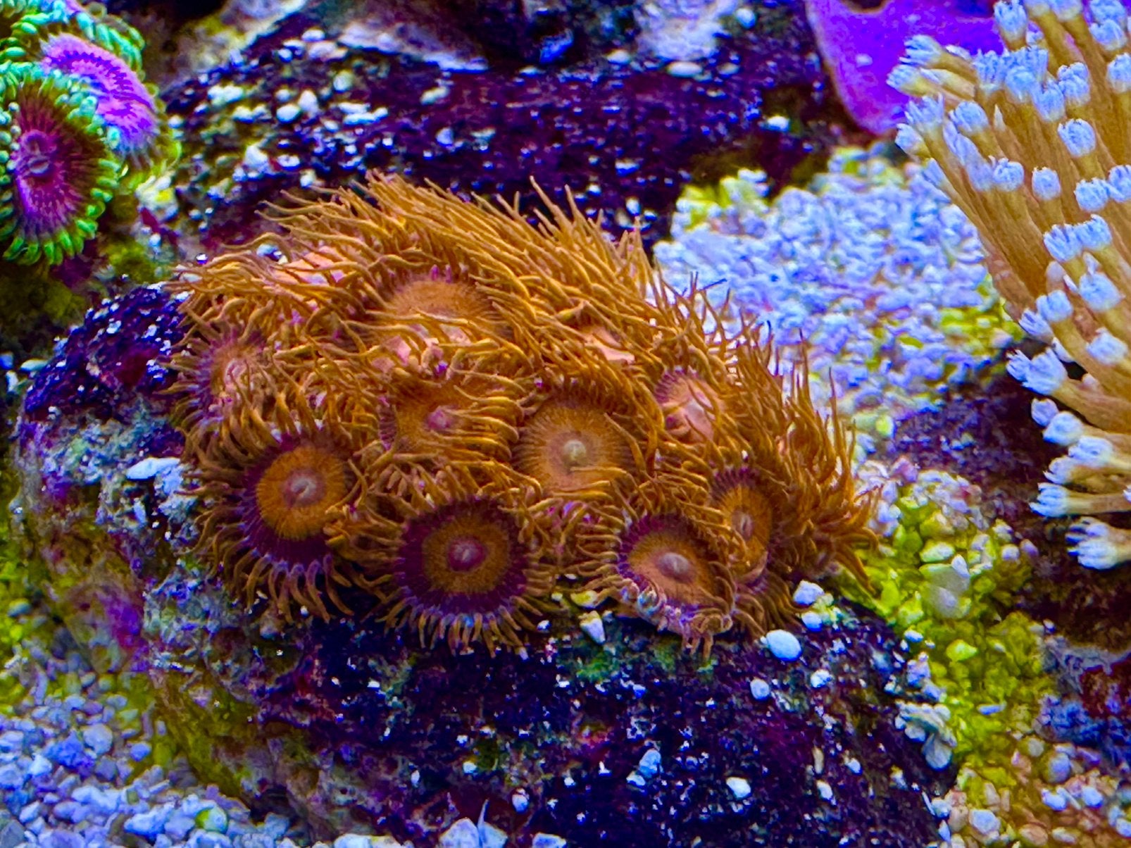 Zeeaquarium, koraal, koraalstekken, zoanthus, Overige typen, Zoutwatervis
