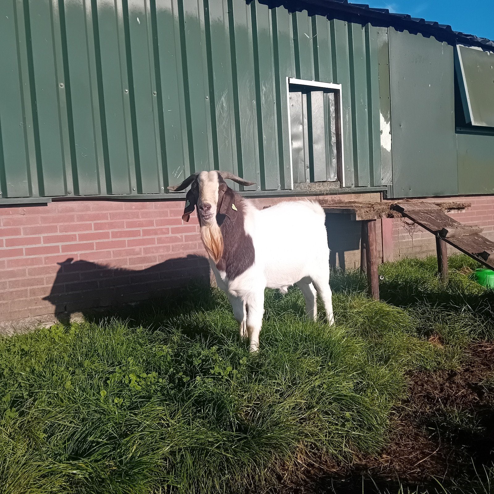 boerbok ter dekking/dekbok, Dieren en Toebehoren, Mannelijk, Geit, 0 tot 2 jaar