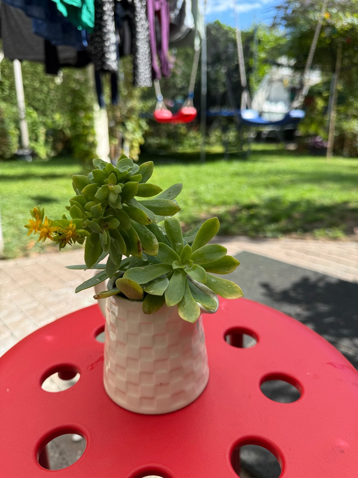 Schattige Sedum plant in een decoratief potje, Tuin en Terras, Volle zon, Vaste plant, Zomer, Ophalen