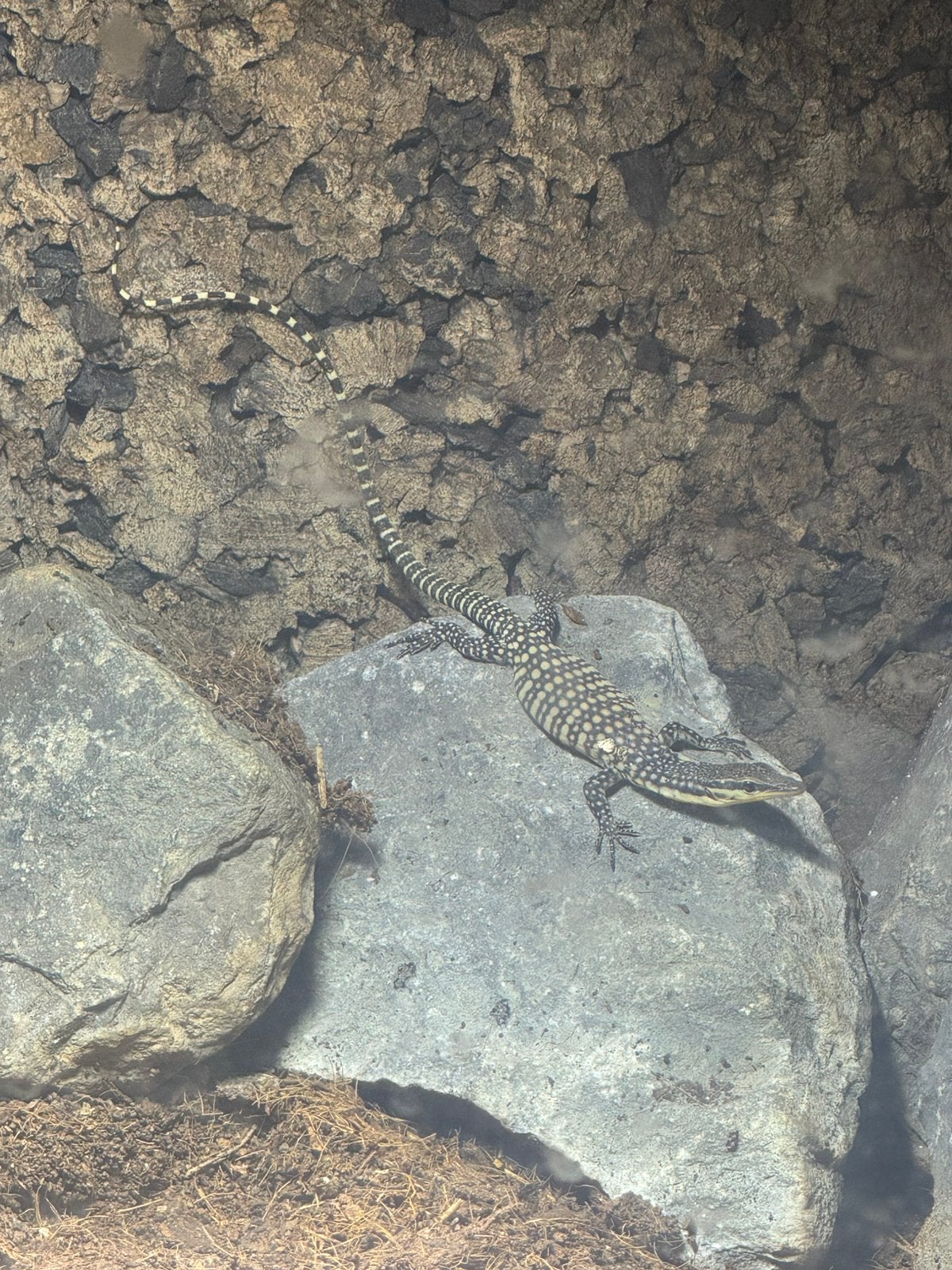 Varanus Glauerti Monitor Lizard photo 4