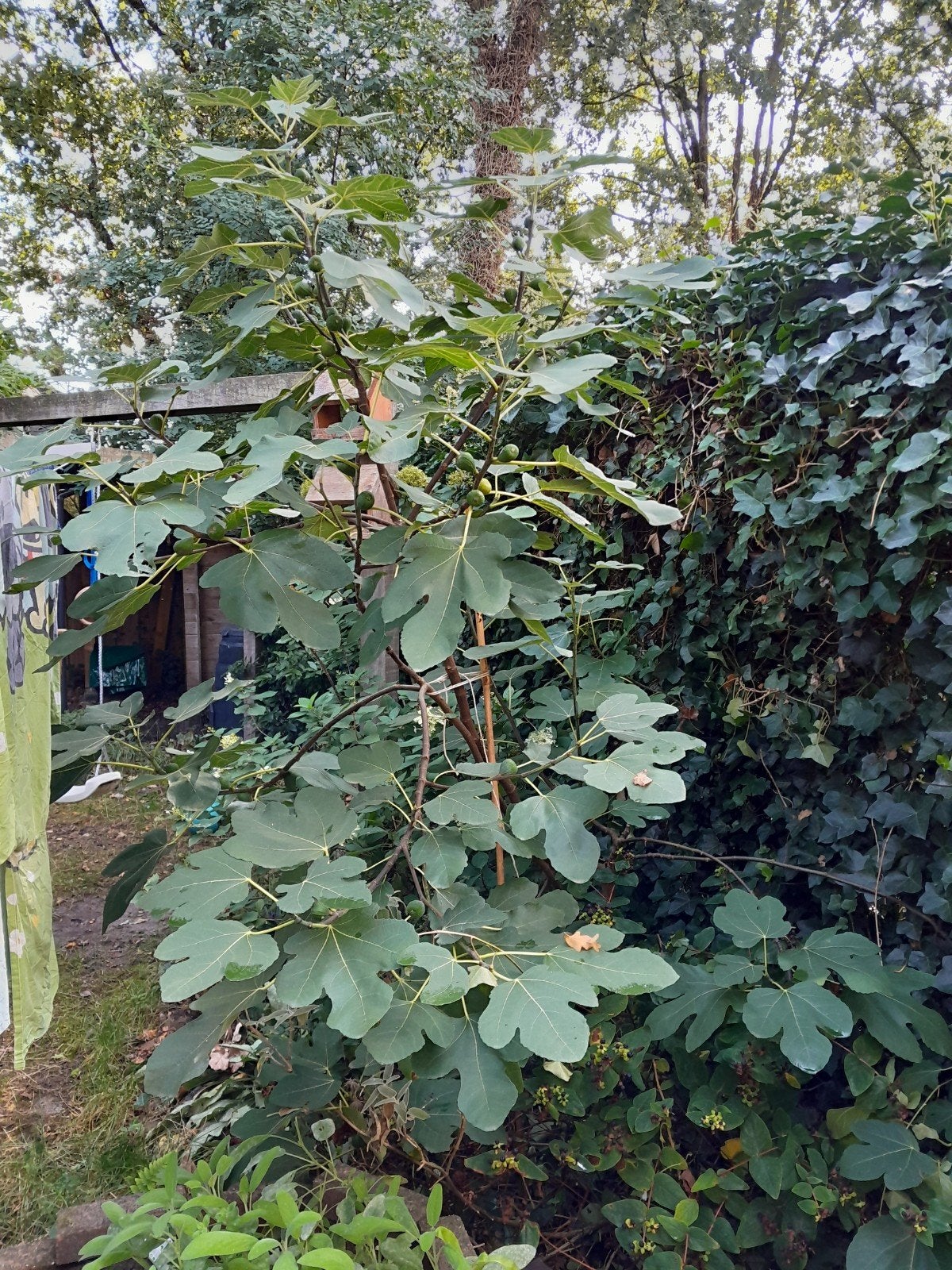 volwassen vijgenboom, Bloeit niet, Overige soorten, 100 tot 250 cm, Ophalen