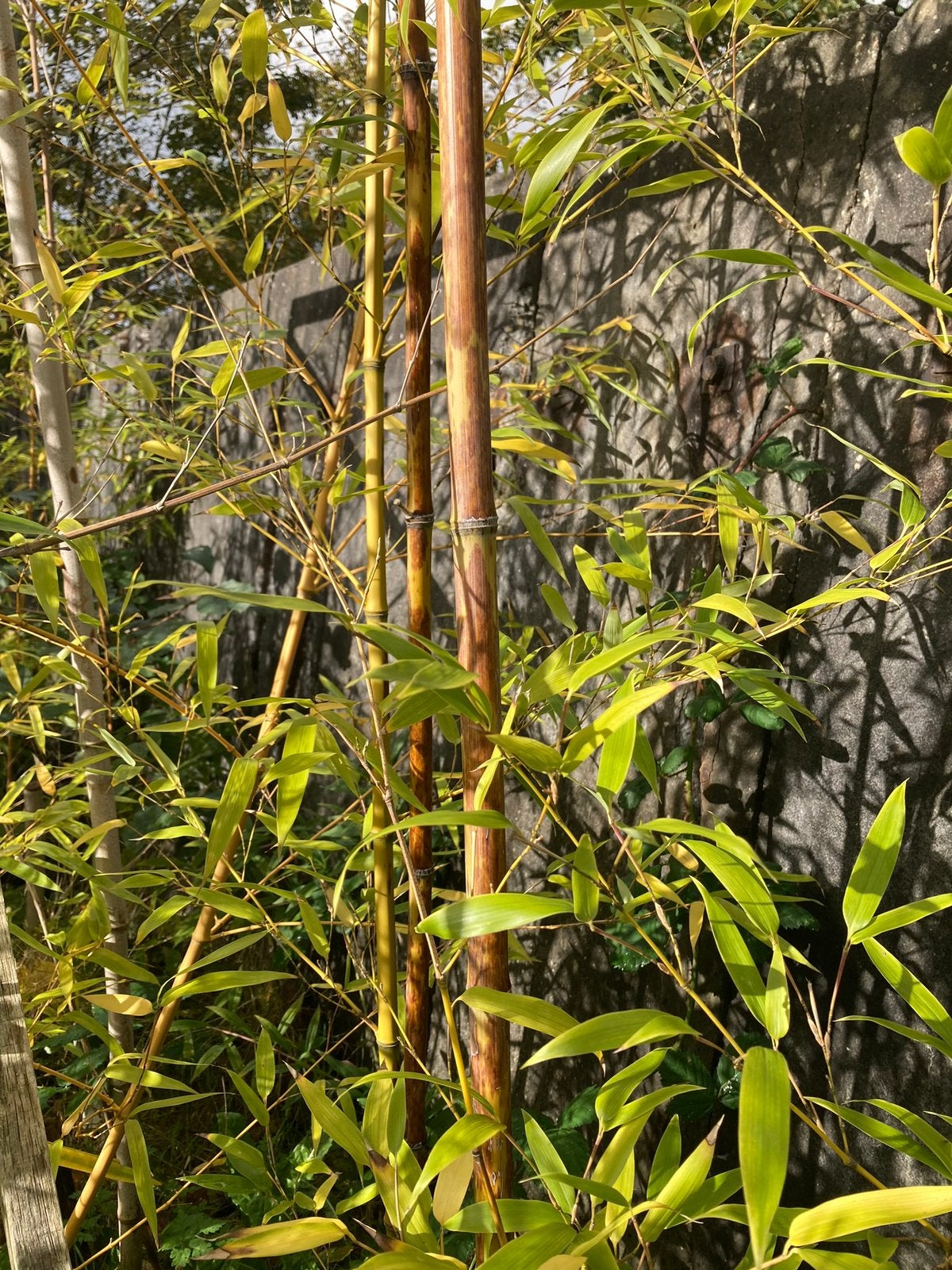 Bamboe planten nu 5 halen, 2 betalen, Volle zon, Vaste plant, Bloeit niet, Ophalen