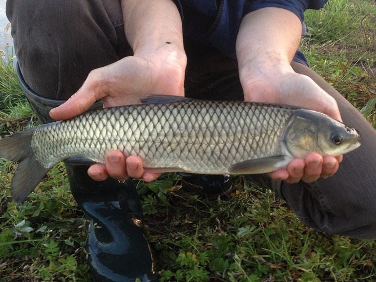 Hobby visser gezocht voor graskapers, Dieren en Toebehoren, Karper of Koi