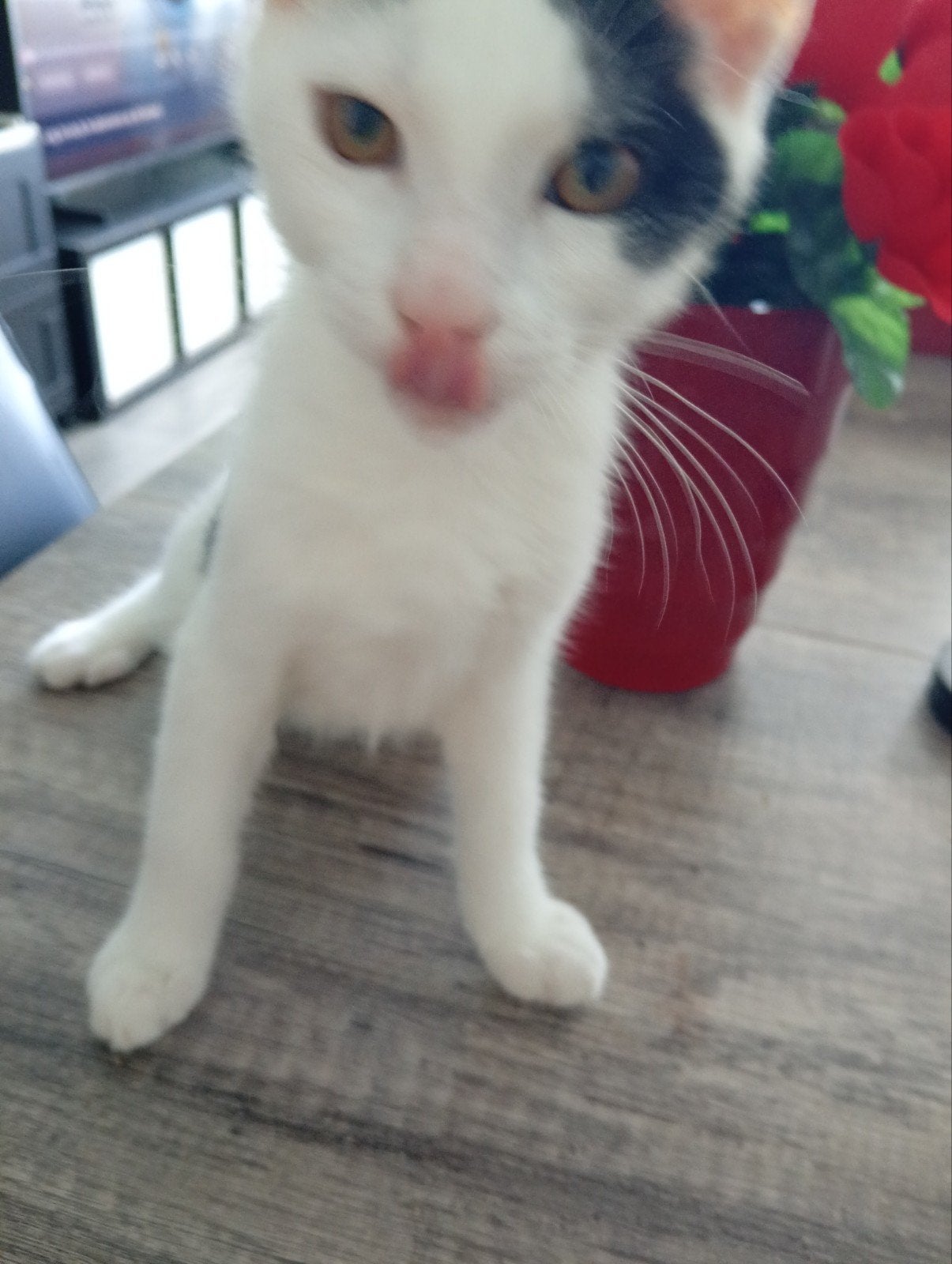 15 weken kitten, Dieren en Toebehoren, Katten en Kittens | Overige Katten, Meerdere dieren