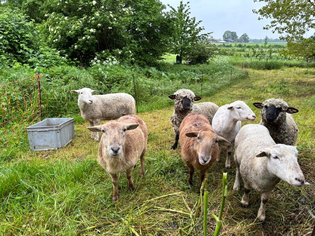 2 Hampshire down ooien te koop, Dieren en Toebehoren, Vrouwelijk, Schaap