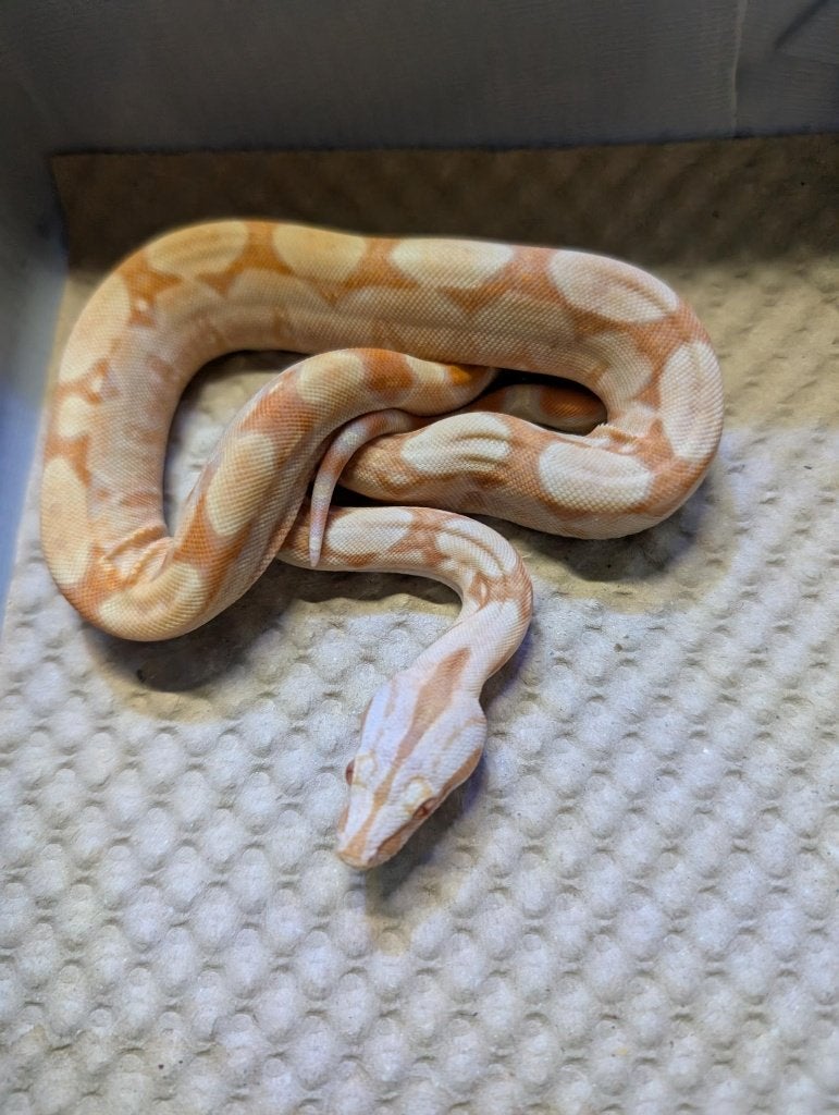 Albino / Blood / Red Dragon Boas Boa Constrictor photo 4