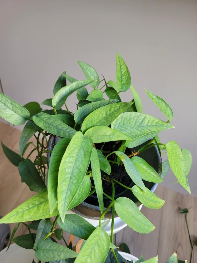 Cebu Blue Pothos, Huis en Inrichting, Kamerplanten, Overige soorten, Minder dan 100 cm, Groene kamerplant, Halfschaduw, In pot